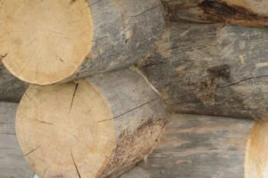 Welches Holz für die Sauna Kelo-Holz - Spadeluxe