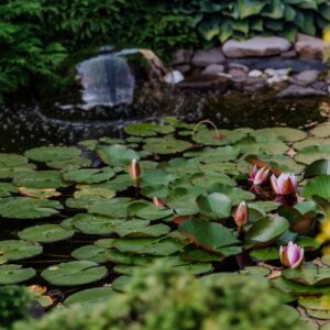 Wassergarten Vielfalt
