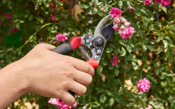 Garten neu gestalten