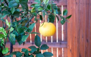 Mediterranen Garten gestalten